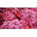 Червенолистна смрадлика ( Cotinus Royal purple ) Червенолистна смрадлика ( Cotinus Royal purple )